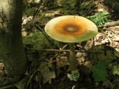 Jókora narancsszínű selyemgomba