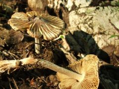 Csillagspórás susulyka