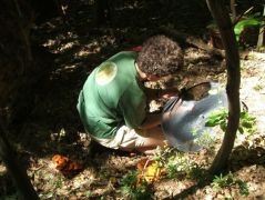 Baska a világító tölcsérgombás gödörben