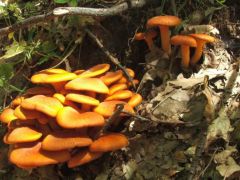 Szép látvány volt - félóráig fotóztuk