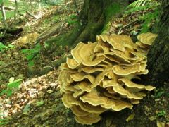 Létrástető felé tartunk - óriás likacsosgombák