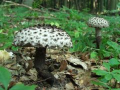 Védett pikkelyes tinórúk úton-útfélen