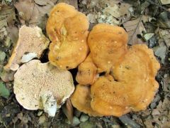 Sárgásvörös gereben az ösvény közepén