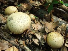 Áltriflák számolatlanul!