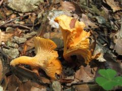 Pici sárga rókagombák - változat?
