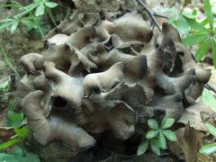 Sötét trombitagomba - rengetegeg mindenfelé