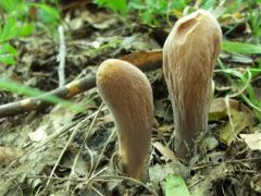 Ahogy leggyakrabban látjuk őket