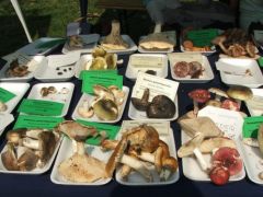 Összesen több mint 90 faj került asztalra