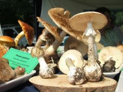 Galócák minden mennyiségben