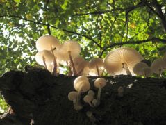 Gyűrűs fülőke, a kedvenc nézetből