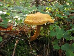 Lángszínű tőkegomba