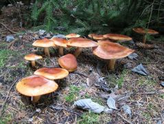 Narancsvörös pereszke