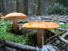 Narancsvörös pereszke