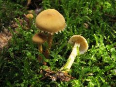 Sárga őzlábgomba