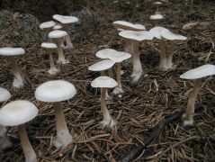 Viaszfehér tölcsérgomba