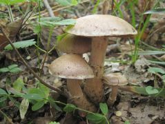 Szagos pókhálósgomba