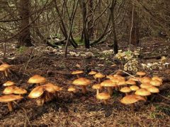 Egyik kezdi, másik folytatja...