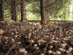 Nyálkás kígyógombák, ezrével