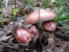 Vörösfoltos csigagomba