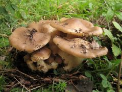 Csoportos álpereszke