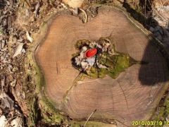 Piros csészegomba a törzs bütüjében...