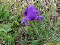 Apró nőszirom nyílási színei