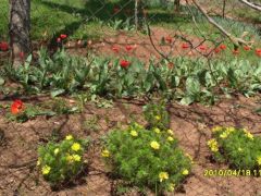 Kiskert a Komlóstetőn - héricsek őshazája volt