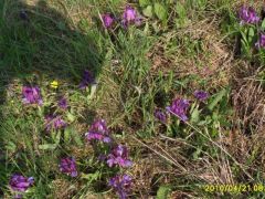 Apró nőszirom mező