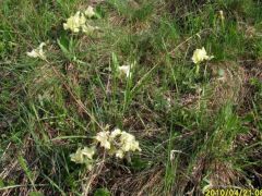 Sárgás színváltozatok