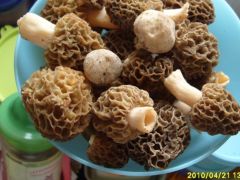 Ízletes kucsmagombák, egy kis májusival