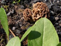 Ízletes kucsmák, kultúrkörnyezetben