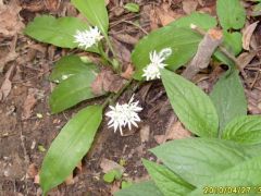 Medvehagyma - Lajos bükki telepítései