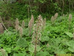 Acsalapu mező a Szinva mentén
