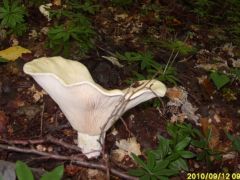 Hatalmas tölcsérgomba