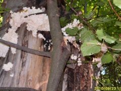 Petrezselyemgomba, álló bükkfán