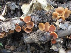 R. bolaris - szépen kifejlődtek