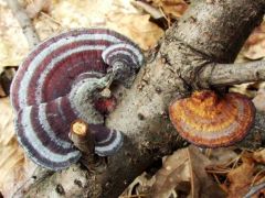 Rózsaszínes egyrétűtapló - szokatlan színek