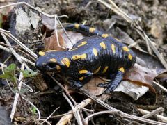 A szalamandrák jól érzik magukat