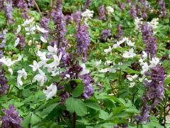 Galambvirágok, odvas keltikék