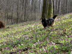 Kutya jó dolga van!