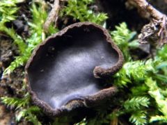 Gyászos csészegomba - mi még nem találtuk