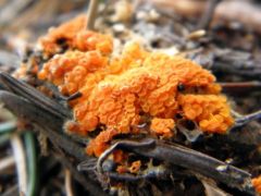 Thelebolus terrestris - avarlakó csészegomba