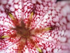 Kockásliliom, kicsit másként...