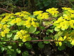 Aranyos veselke mező