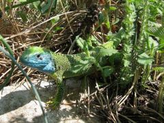 Hím zöld gyík nászruhában