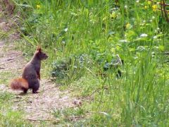 Úgy csalogatott, mint madár a fészkétől...