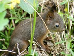 A védelmezett - idei mókus fióka