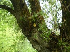 Gévagomba a magasban - lent már leszedték