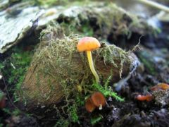 Narancsvörös kígyógomba sörtés csészékkel