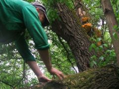 Meg lesz az! Gévagomba a magasban.